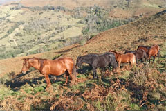 photo de chevaux dans les Pyrénées