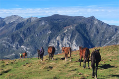 photo de six chevaux dans les Pyrénées