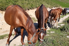 photo de nos chevaux en estive
